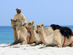 Oman - auf den Spuren Sindbads