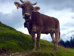 Mountain hiking in the Allgäu